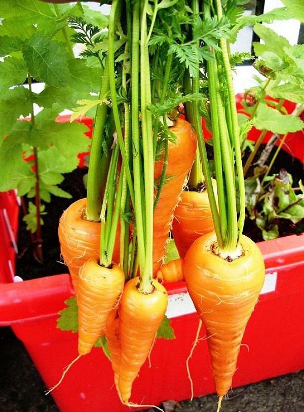 2 cách trồng cà rốt tại nhà siêu đơn giản cho củ mập mạp, ngọt ngon