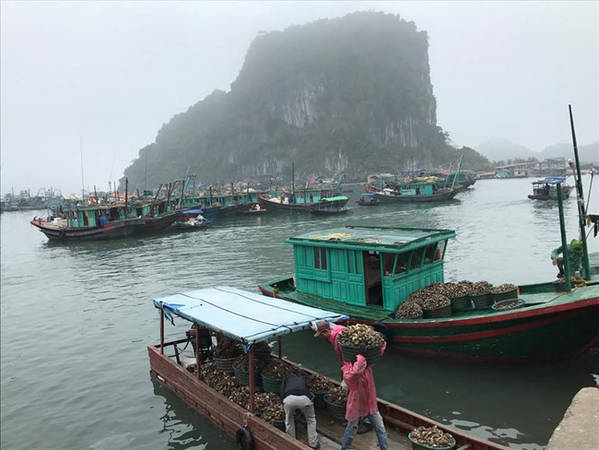 Có một hòn đảo hoang sơ tuyệt đẹp để “trốn Tết” ở Quảng Ninh