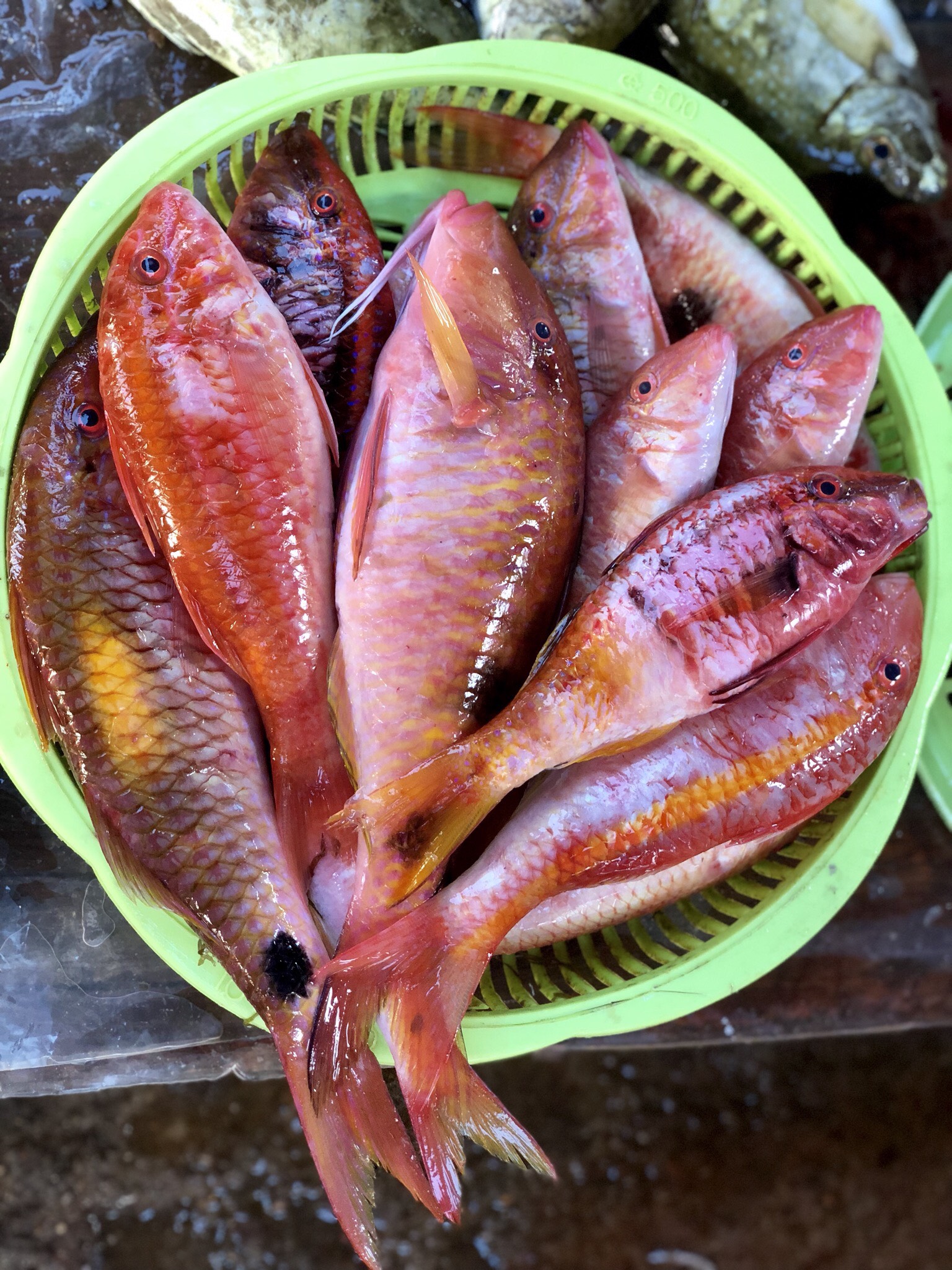 Loại cá tên nghe kỳ cục lại có màu hồng mộng mơ là đặc sản ngon ngọt thịt rất được ưa chuộng ở Quảng Ninh