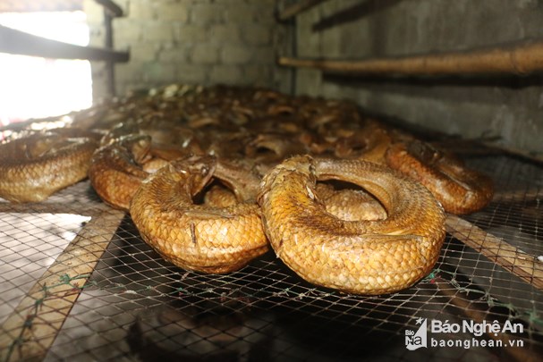 Đặc sản “cá ông trời” có vảy như rắn tuyệt ngon ở Nghệ An: Cá thửng