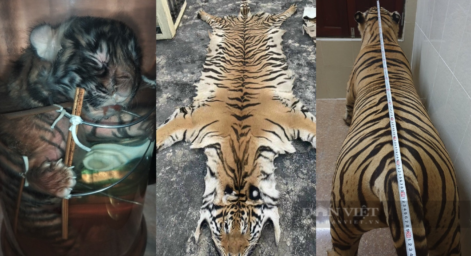 Thông tin độc quyền từ “làng nuôi hổ”: Công nghệ nấu cao hổ cho đại gia, buôn hàng như "vườn thú"