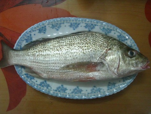 Cá sạo là cá gì mà có tiếng "ngon đẳng cấp" của Việt Nam