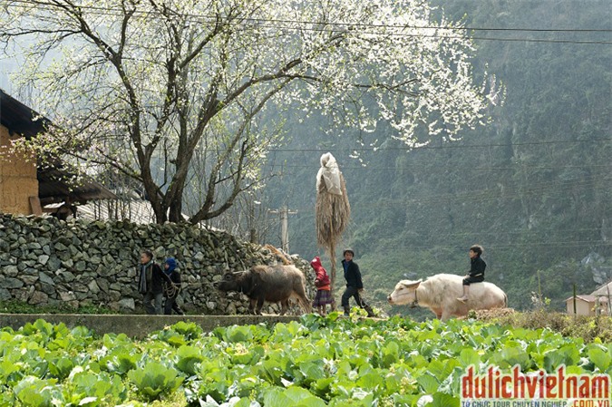 Du lịch Hà Giang- Mãn nhãn mùa hoa tam giác mạch