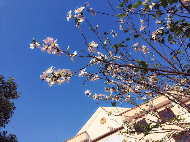 Ngẩn ngơ ngắm hoa ban nở trắng trời Điện Biên