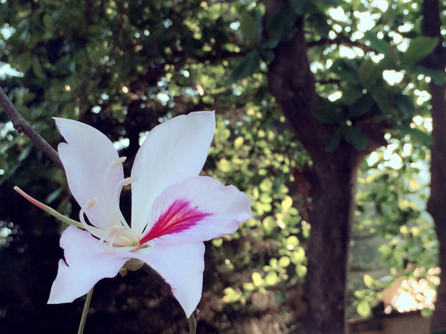 Ngẩn ngơ ngắm hoa ban nở trắng trời Điện Biên
